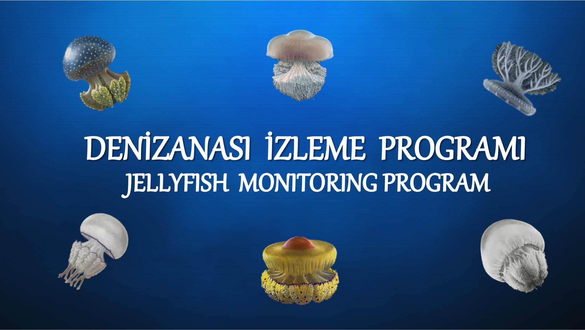 Denizanası İzleme Programı / Jellyfısh Monitoring Program of Turkey